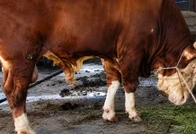 Sapi Jumbo Asal Dumai Jadi Hewan Kurban Presiden Prabowo