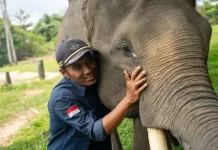 Harmoni di Tanah Balai Raja, saat Sang Gajah dan Manusia Berbagi Ruang Kehidupan