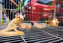 Sugar Glider Jadi Perhatian di CFD Pekanbaru, Hewan Mirip Tupai Terbang