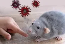 Dinkes Serang Pastikan Belum Ada Kasus Hantavirus