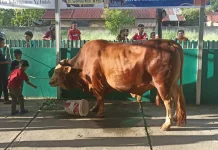 Masjid Nurul Amal Pekanbaru Terima Sapi Qurban Presiden Seberat 907 Kg