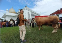 Bupati Asmar Serahkan Sapi Kurban Presiden Prabowo ke Panitia Masjid Ar-Rahmah.