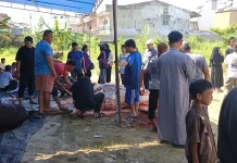Sapi Kurban Bantuan Presiden Dibagikan ke Warga Tirtasiak