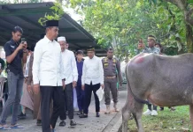 Bupati Kampar Tinjau Pemotongan Hewan Kurban