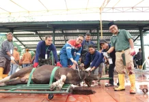 Tebar Manfaat Idul Adha, Pertamina Patra Niaga Kilang Dumai Salurkan Kurban