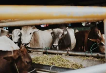Pemanfaatan Limbah Kurban, Rumen Sapi sebagai Reaktor Biologis Hidup