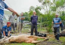 BKMT Kota Dumai Sembelih 7 Sapi dan 1 Kambing