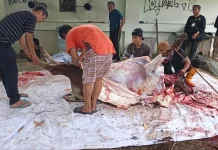 Warga Antusias Terima Daging Kurban Masjid An-Nur