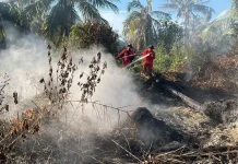 Manggala Agni Terus Lakukan Pemadaman Karhutla di Rohil dan Siak