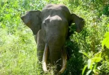 Gajah Liar Muncul di Tapung, BBKSDA Riau Sebut Jalur Jelajah Kantong Petapahan