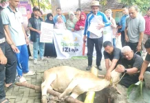 SMAN 10 Pekanbaru Bersama IZI Riau Gelar Qurban 1447 H