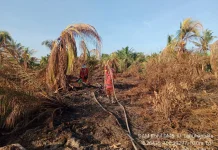 Manggala Agni Fokus Padamkan Karhutla di Siak dan Pelalawan