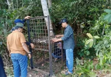 BBKSDA Riau Pasang Kandang Jebak usai Kemunculan Beruang Madu di Kerumutan