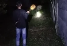 Rusak Kebun Warga, BBKSDA Riau Tangani Konflik Gajah Liar di Kampar