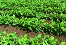 Cara Berkebun Kacang Tanah yang Mudah dan Menguntungkan