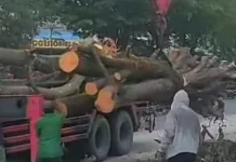 Izin Pemindahan Pohon di SM Amin Dikritik, DLHK Pekanbaru Sebut Sesuai Aturan