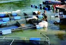 Keramba PLTA Koto Panjang Penghasil Ikan Nila di Riau