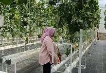 Budidaya Melon Hidroponik: Cara Modern Menghasilkan Buah Manis dan Berkualitas