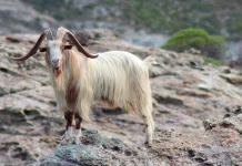 Rahasia Daging Kambing Tidak Bau