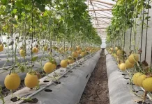 Evergreen House Pekanbaru, Sensasi Petik Melon Premium Langsung dari Pohonnya