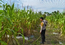 Dukung  Ketahanan Pangan Nasional, Polsek Merbau Aktifkan Peran Bhabinkamtibmas