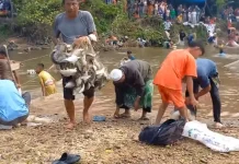 Tradisi Unik Menangkap Ikan Larangan di Kampar