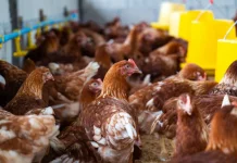 Harga Pakan Meroket, Peternak Ayam Kampar Desak Pemerintah Segera Turun Tangan