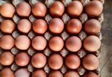 Peternak Ayam Petelur Kampar Berharap Produksi Lokal Diserap Program Pemerintah
