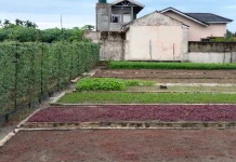 Dari Lahan Sempit Menjadi Kebun Produktif Sumber Ekonomi