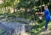 Warga Minas Rajut Kemandirian Ekonomi lewat Budidaya Lele