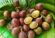Fakta Buah Matoa Kaya Antioksidan