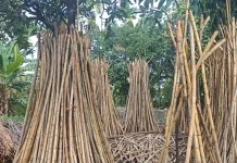 Pengolahan Rotan agar Tahan Lama dan Memiliki Nilai Jual Tinggi