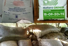 Pupuk Terbaik untuk Mawar Merambat