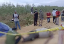 Tapir Ditemukan Mati Diduga Ditabrak di Kuansing
