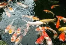Perawatan Kolam Ikan Koi yang Benar agar Ikan Sehat dan Warna Tetap Cerah