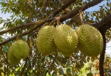Petani Durian Riau Keluhkan Lonjakan Harga Pupuk, Subsidi Dinilai Belum Ada