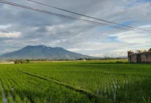 Sawah dan Gunung, Lanskap Indonesia yang Menjadi Penopang Ketahanan Pangan