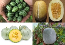 Mengenal dengan Enam Kelompok Melon yang Dibudidayakan di Dunia