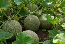 Mengenal Morfologi Melon, Tanaman Merambat Penghasil Buah Manis