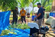 Pemuda Adat Suku Bonai Perkuat Kapasitas Peternakan Melalui Program Semarak Riau