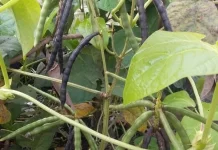 Mengenal Tanaman Kacang Hijau, Si Kecil Kaya Nutrisi