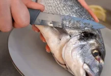 Kenali Jenis Ikan Beracun dan Risiko Mengkonsumsinya