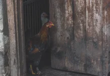 Membuat Kandang Ayam Bebas Bau