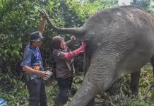 BBKSDA Riau Pantau Kesehatan Gajah Sumatra Berusia 60 Tahun