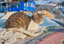 Mengetahui Letak Pusar Kucing