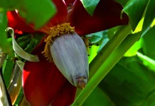 Masakan Tradisional Jantung Pisang untuk Kesehatan