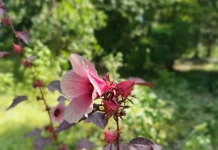 Bunga Rosella, Solusi Herbal Alami untuk Menunjang Kesehatan Tubuh