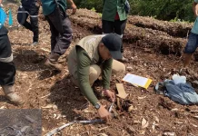 BBKSDA Riau Tangani Serangan Harimau Sumatra yang Tewaskan Anak di Pelalawan
