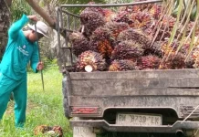 Petani Sawit Riau Pertanyakan Laba Agrinas Rp27,9 Miliar