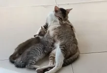 Kucing Tahan tanpa Makan